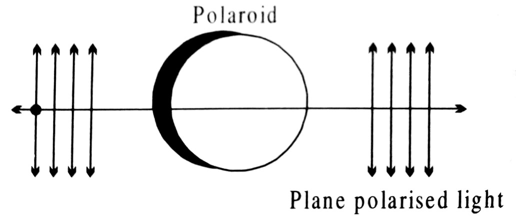 How you can establish that light waves are transverse in nature