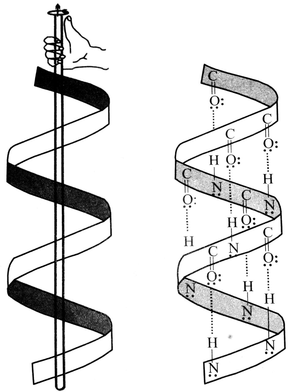 Helix is one of the most common ways in which a polypeptide chain forms all